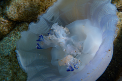 Méduse Rhizostoma pulmo