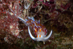 Hervia, Cratena peregrina