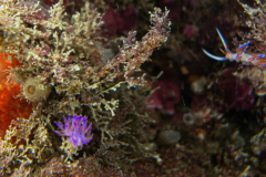 Hervia, Cratena peregrina, Flabelline