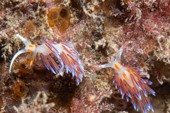 Hervia, Cratena peregrina