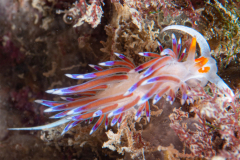 Hervia, Cratena peregrina