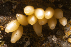 Ponte Pourpre petite pierre