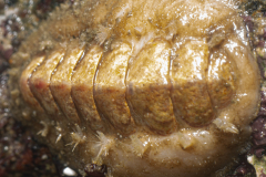 Chiton