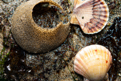 Ponte de Natice & 2 Saint-Jacques juvéniles