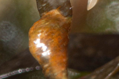 en cours d'identification