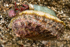 Ormeau & crabe porcelaine grandes pinces