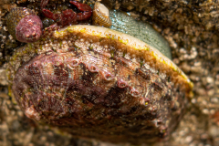 Ormeau & crabe porcelaine grandes pinces