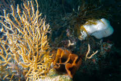 Gorgone, Rose des mers, éponge