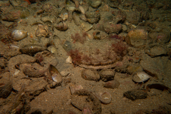 Coquille Saint-Jacques