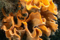 Rose des Mers & son locataire la blennie