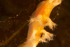 Tritonia des Gorgones