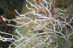 Gorgone et tritonias des gorgones