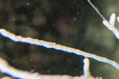 Tritonia des Gorgones