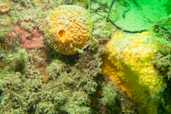 Dent de chien, orange de mer, éponge