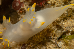 Polycera des Féroé