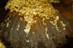 Flocons pédonculés rouge