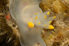Polycera des Féroé