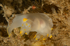 Polycera des Féroé