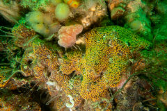 Botrylle, Fraise de mer, ponte nudi, ophiures, flocons pédoncules