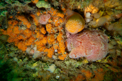 Alcyon orange, fraise de mer, men du, ophiure, flocons pédonculés