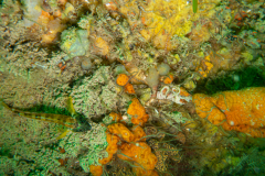 botrylle, claveline, ophiure, ponte nudibrance, Triptérygion, éponge orange