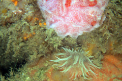 Fraise de mer, Aiptasia, flocons pédoncules
