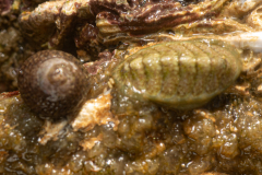 Chiton