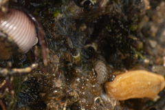 Grain de Café, Citron de Mer