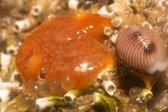 Grain de Café, Ascidie