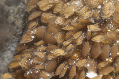 Ponte de Nasse Réticulée