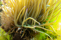 Anémone commune & son Araignée