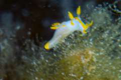 Trapanie à tâches jaunes