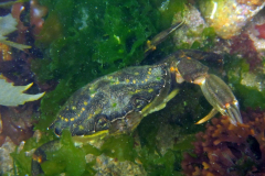 Crabe vert