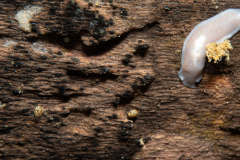 Planaire, Hydracarien