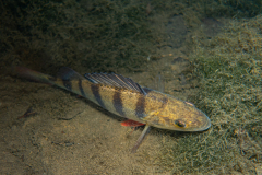 336914015_239106165184676_2558581179189826111_n