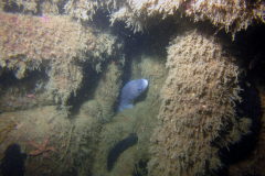 Congre, Concombre de mer, épave