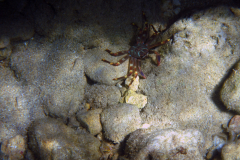 Crabe plat des oursins