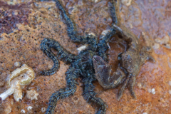 Crabe Porcelane, Ophiures