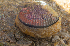 Pétoncle, Crabe Porcelane, Eponge