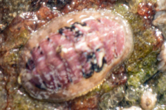 Chiton