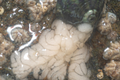 Ponte d'Eolis, balane, Gibbule