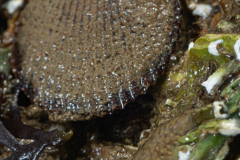 Doigt de Feu, Pétoncle