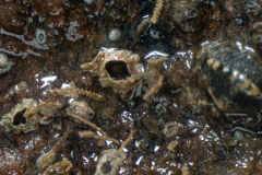 Chiton, Petite Dynamene, Balane