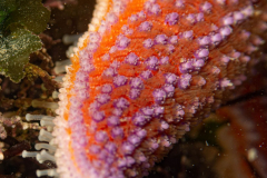 Etoile de mer et ses Podias