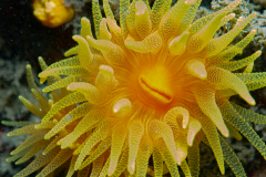 Corail jaune solitaire