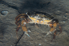Crabe vert