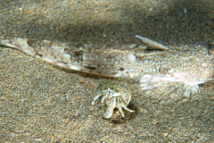 Callionyme et Diogene