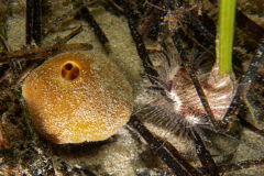 Eponge suberite, Anémone parasite