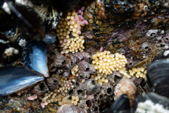 Ponte Pourpre petite pierre