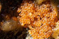 Ponte de Chabot Buffle